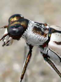 Cicindela dorsalis media