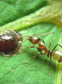 Mravenec argentinský (Linepithema humile)