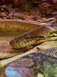 Krajta mřížkovaná v plzeňské zoo