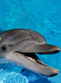 Delfín, ilustrační obrázek