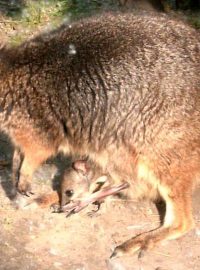 Klokan dama (Macropus eugenii)