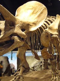 Kostra dinosaura na výstavě v kanadské Albertě