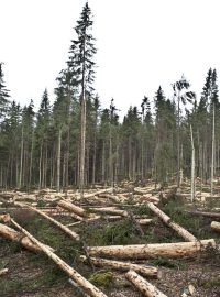 Národní park Šumava, bezzásahová zóna