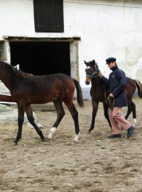 Po výcviku se rozhodne, jestli se z hřebečků stanou plemeníci nebo sportovní koně