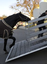 Šest kladrubských vraníků přijelo do Prahy v kamionech