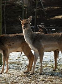 Mládenecká skupinka daňků mezopotámských v Zoo Ostrava