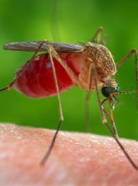 Komár tropický (Aedes aegypti)