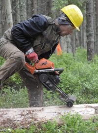 Dřevorubci v šumavské lokalitě Na Ztraceném u Modravy. Kůrovec, kácení