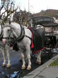 Karlovy Vary si mohou návštěvníci prohlédnout z kočáru taženého koňmi