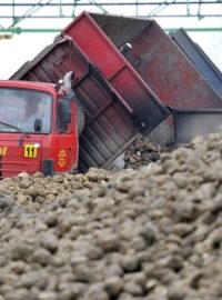 Cukrová řepa v cukrovaru v Českém Meziříčí na Rychnovsku