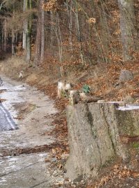 Poničená lázeňská stezka nad centrem Karlových Varů