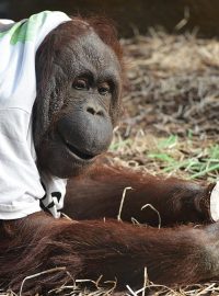 Žaneta - orangutani v ZOO Dvůr Králové nad Labem