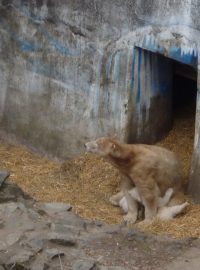 Zoo Brno. Medvědice Cora s medvíďaty