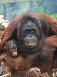 Orangutani v ZOO Dvůr Králové nad Labem - samice Satu