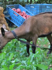 Koza na Slavnostech Farmářského léta v pražském Karlíně