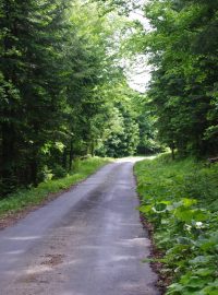 Františkov a údolí Hučavy - lesní silnička k Volské louce