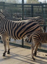 Zebra Chapmanova (Equus quagga chapmani) - mládě narozené 11.11.2013