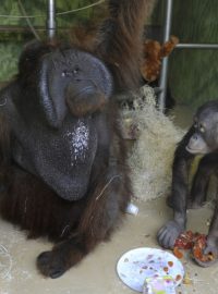Oslava narozeniny orangutaní samičky Čanty v ústecké zoo