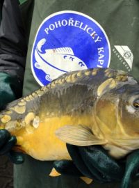 Na štědrovečerní stoly míří opět kapři z Pohořelic na Brněnsku