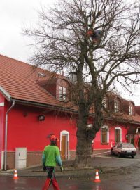 Jedinečnou moruši bílou prořezali ve Vikýřovicích u Šumperku odborníci