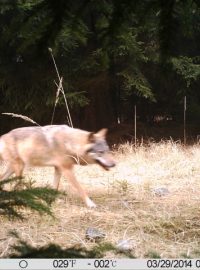 Snímek vlka pořízený prostřednictvím fotopasti 29. března 2014 v národní přírodní rezervaci nedaleko Doks na Českolipsku