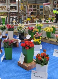 Výstava Narcis v Lysé nad Labem: Květinové aranžmá
