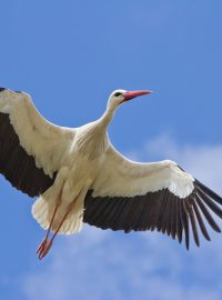 Čáp bílý (Ciconia ciconia)