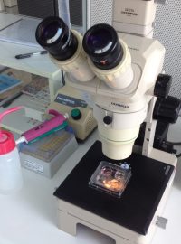 Mikroskop v centru asistované reprodukce