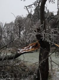 Ledovka, námraza, polámaný strom