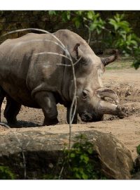 Zoo Dvůr Králové - Nabire - nosorožec