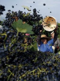 Vinobraní, sklizeň vína (ilustrační foto)