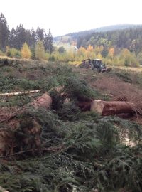 Kácení stromů nedaleko biatlonového areálu u Nového Města na Moravě. Na tomto místě bude v budoucnu obří zásobník sněhu