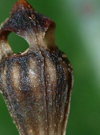 Thysmia brunneomitra, nový druh rostliny objevený na Borneu vědci z olomoucké univerzity