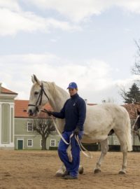 Národní hřebčín Kladruby představil první přírůstek do chovu v roce 2016 v sobotu