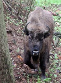 Zubr v Zoo Tábor