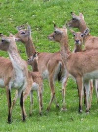 ZOO Dvůr Králové - voduška červená