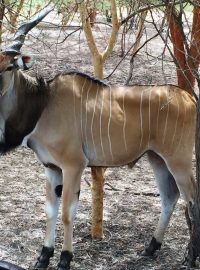 Česká zemědělská univerzita pomáhá obnovit populaci antilopy Derbyho v Senegalu