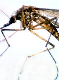Komár (ilustrační foto)