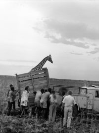 Africké safari v ZOO Dvůr Králové se stalo kulturní památkou