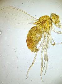 Octomilka (drosophila)