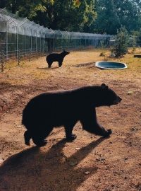 Medvědi Chandler a Joey v Zoo Tábor