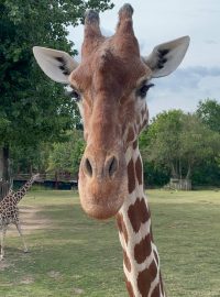 Safari park Dvůr Králové