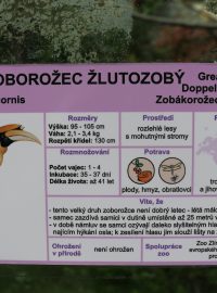 Zlínská zoologická zahrada odchovala mládě dvojzoborožce indického