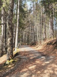 Kvůli nebezpečným souším se turistům uzavřely některé stezky v Boubínském pralese