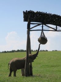 Zoologické zahrady se během covidu ocitly ve velkých finančních problémech.