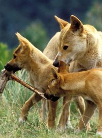 Psi dingo (ilustrační foto)