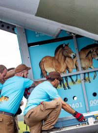 Pražská zoo do Kazachstánu převezla první koně Převalského. Divoká zvířata se do tamní stepi navrátila po zhruba 200 letech.