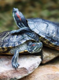 Želva nádherná (Trachemys scripta elegans)