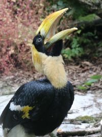 Zlínská zoologická zahrada odchovala mládě dvojzoborožce indického