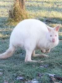 Na farmě Wenet uhynul klokan